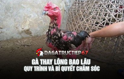 Gà thay lông bao lâu - Quy trình và bí quyết chăm sóc